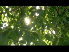 Χειρουργικό όργανο